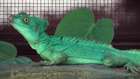 Plumed basilisk (Basiliscus plumifrons) Stock Footage 259161974
