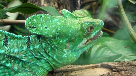 Plumed basilisk (Basiliscus plumifrons) Stock Footage 283005552