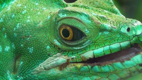 Plumed basilisk (Basiliscus plumifrons) Stock Footage 283005569