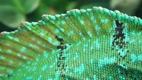 Plumed basilisk (Basiliscus plumifrons) Video stock 283005589