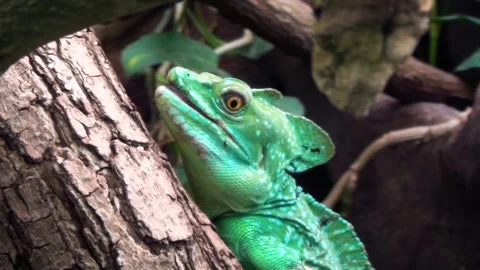 Plumed basilisk (Basiliscus plumifrons) Stock Footage 283005637