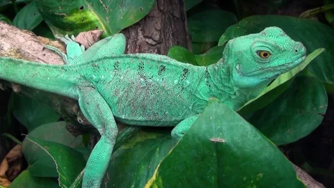 Plumed basilisk (Basiliscus plumifrons) Stock Footage 283005656