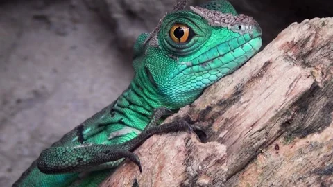 Plumed basilisk (Basiliscus plumifrons) Stock Footage 283010344