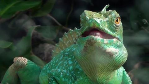 Plumed basilisk (Basiliscus plumifrons) Stock Footage 283010427