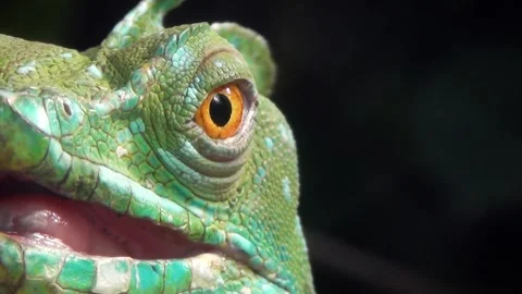 Plumed basilisk (Basiliscus plumifrons) Video stock 283010494