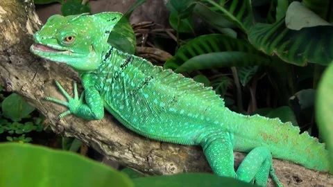 Plumed basilisk (Basiliscus plumifrons) Stock Footage 283011908