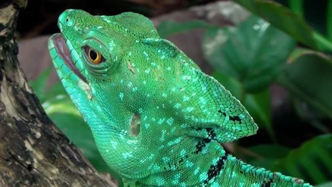 Plumed basilisk (Basiliscus plumifrons) Stock Footage 283011920