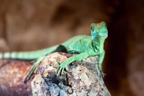 Plumed basilisk (Basiliscus plumifrons) Stock Photos