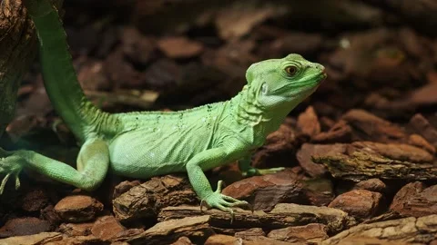 Plumed basilisk lizard resting on wood chips, displaying vibrant green skin Video stock 291885338