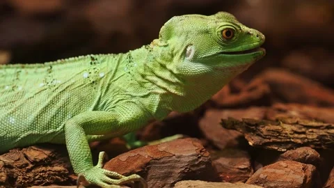 Plumed basilisk lizard resting on wood chips, displaying vibrant green skin Video stock 291885379