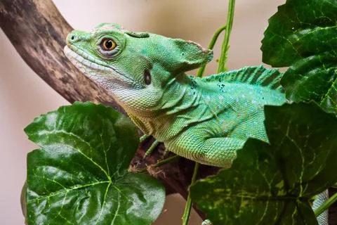 Plumed basilisk Stock Photos