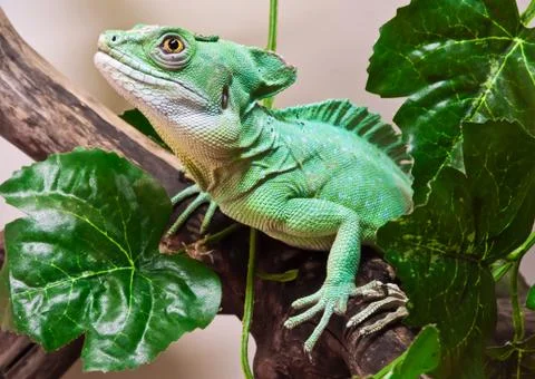 Plumed basilisk Stock Photos
