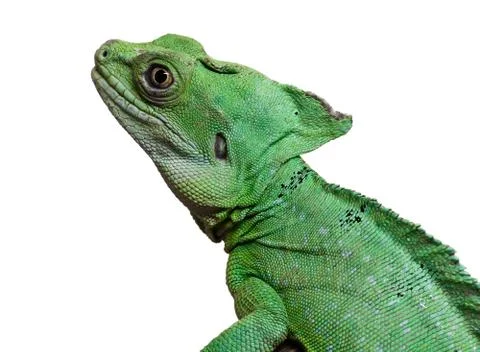 Plumed basilisk Stock Photos
