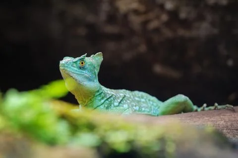 Plumed basilisk on tree trunk behind green leaves 스톡 사진