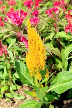 Plumed celosia flower Stock Photos