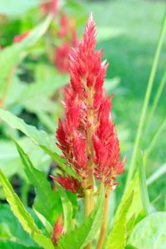 Plumed celosia flower Foto stock