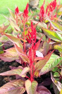 Plumed celosia flower Stock Photos