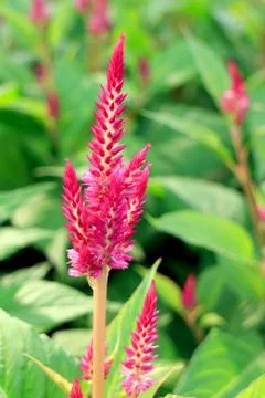 Plumed celosia flower Foto stock