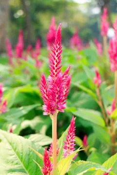 Plumed celosia flower Foto stock
