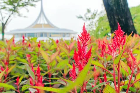 Plumed celosia flower Foto stock