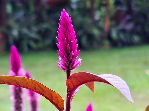 Plumed Cockscomb Closeup. Silver Cockscomb Texture. Vibrant Celosia Argentea. Stock Photos