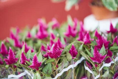 Plumed cockscomb, fireweed, Red Spinach (Celosia Venezuela Caracas, Celosia a 스톡 사진