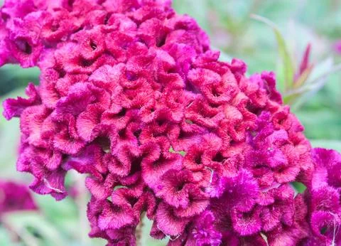 Plumed cockscomb flower Stock Photos