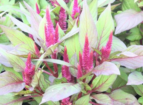 Plumed cockscomb flowers Stock Photos