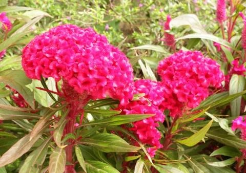 .plumed cockscomb flowers Stock Photos
