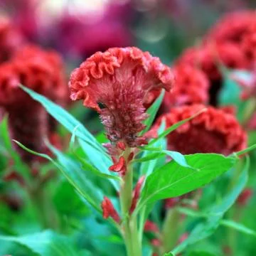 Plumed cockscomb in the garden Stock Photos