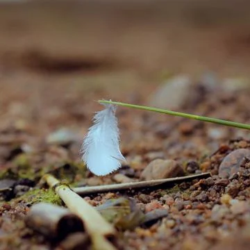 Plumelet. Feather falling light small white Stock Photos
