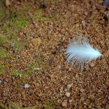 Plumelet. Feather falling light small white Stock Photos