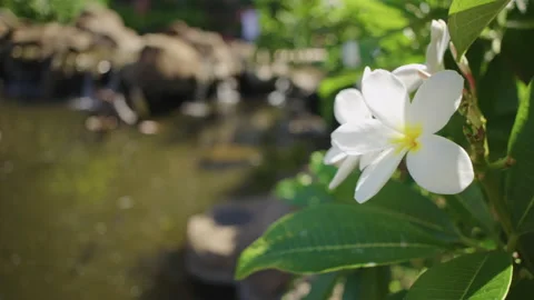 Plumeria and Stream Video stock 158573457