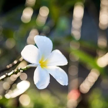 Plumeria with dew on natural light background Stock Photos