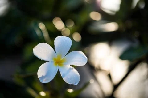 Plumeria with dew on natural light background Fotos de archivo