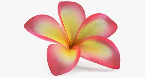 Plumeria Exotic Flower 3D Model