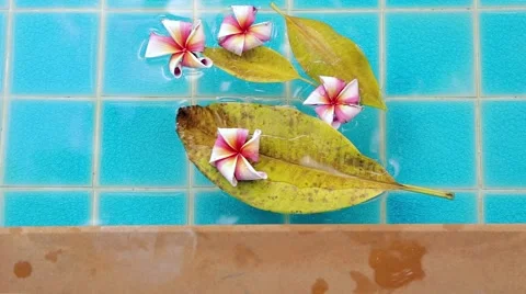 Plumeria floating in water. Stock Footage 51400624