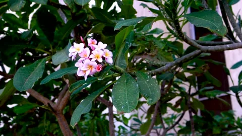 Plumeria flower Stock Footage 145644481
