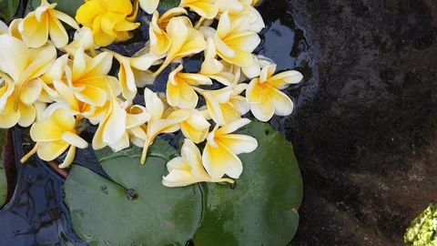 Plumeria Flower with hand in spa Stock Footage 122195953