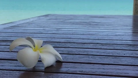 Plumeria flower on the table Stock Footage 131844071