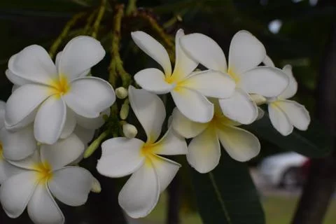 Plumeria flower on tree Stock Photos