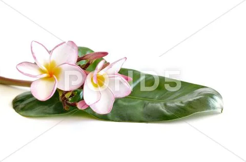 Plumeria flowers and leaf on white Stock Photos
