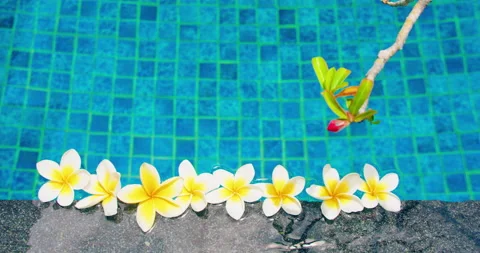 Plumeria flowers float in a row at the edge of swimming pool with blue clear Video stock 227000102