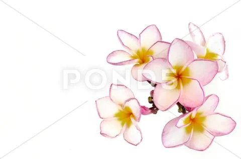 Plumeria flowers isolated on white Stock Photos