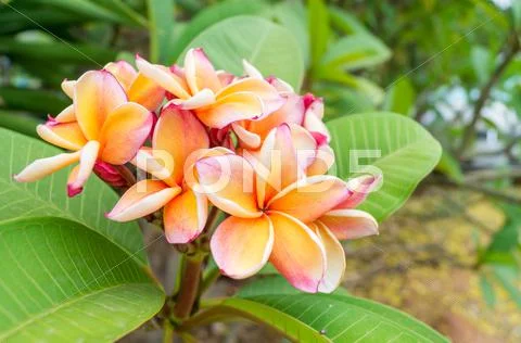 Plumeria flowers. Stock Photos