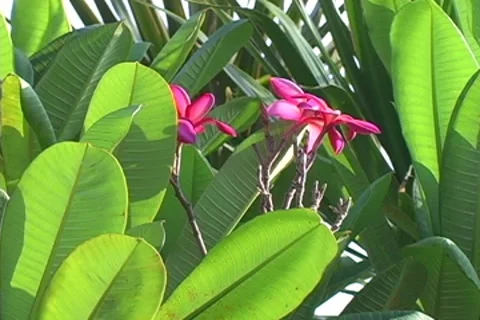 Plumeria Stock Footage 8506555