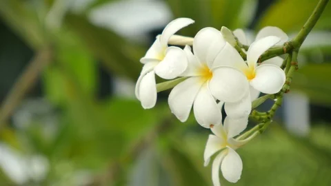 Plumeria Video stock 91169100