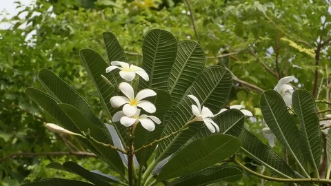 Plumeria Stock Footage 112387401