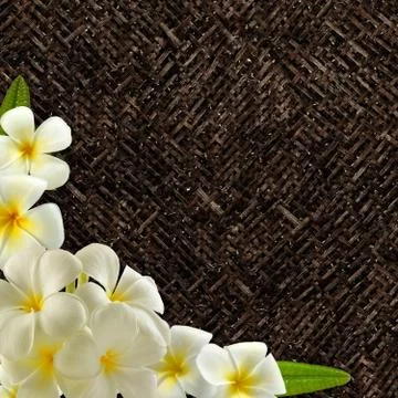 Plumeria Stock Illustration