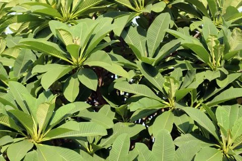 Plumeria leaf background Stock Photos
